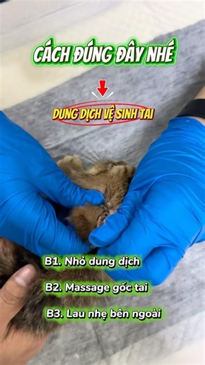 Làm sạch tai mèo bằng cách nào? #hanvettv #cat #mèo #meo #nuoimeo #meocung