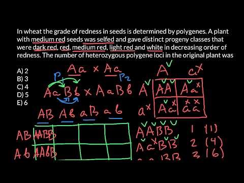 How to solve quantitative genetics problems