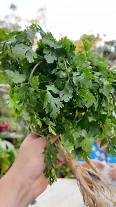 163K views · 3.3K reactions | Here’s a tip for growing cilantro! Did you know it was going to be this easy? #cilantro #grow #gardening #fresh | Judy Bao Garden | Facebook