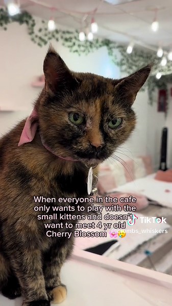 Meet Cherry Blossom, a 4 year old tortoise shell cat with a ton of “torti-tude”. She is a staff favorite and absolutely adores other people. Cherry Blossom would be purr-fect in a home as a solo kitty 🌸😸 #crumbsandwhiskers #catcafe #tortiseshellcat #thingstodoindc #thingstodoinlosangeles