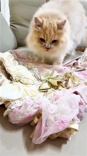 رجعت من عند الأسد… وقططها اتصرفوا بطريقة غريبة جدًا! 🦁🐱😳