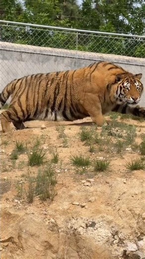 Tiger Bioga Notice Something 😳🤭🐯😝