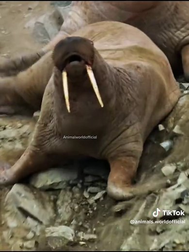 Exploring the Fascinating World of Wolves and Bobcats