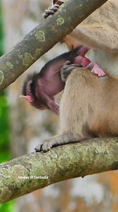 Tragic and emotional story shows a helpless newborn separated from his mom after a young monkey kidn-aps him, leaving viewers worried about the baby’s safety and survival. | Monkey Of Cambodia