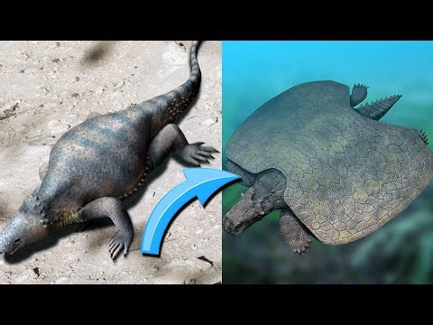 THE INCREDIBLE EVOLUTION OF TURTLES