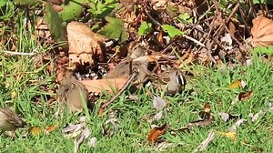 White-crowned Sparrow family (Zonotrichia leucophrys) North America, Central Mexico. | BIRDS & Nature