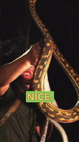 Big Python Bites My Hand!