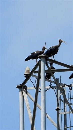 125x optical Zooming power of nikon coolpix P1100 | Zoom camera test #viral #zoomtest