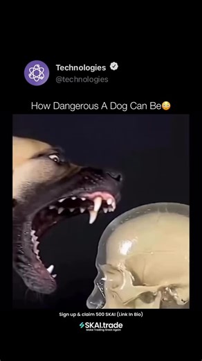Technologies on Instagram: "This video provides a visual demonstration of the bite strength and mechanical impact of different dog breeds, using a human skull replica coated in ballistic gel to mimic bone and soft tissue. From the tiny Chihuahua to the formidable Kangal—which holds the record for the strongest bite at around 743 PSI—the experiment emphasizes how a dog’s jaw structure and size influence the amount of damage it can cause. Although the footage is striking, it focuses solely on the