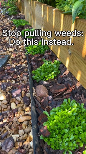 129K views · 863 reactions | I LOVE using groundcovers in the garden....