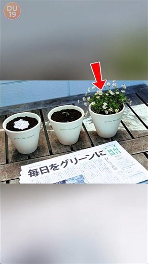 Japan's Newspaper That Grows Into Plants! 🌱📰 Amazing Eco-Friendly Invention