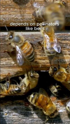 Why Bees Are So Important