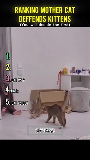 Ranking mother cat defends kittens moments