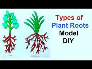 types of plant roots model | science project | biology model | diy | howtofunda