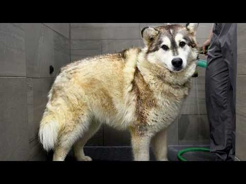 Her First Groom & Bath Ever Was a MASSIVE Transformation...