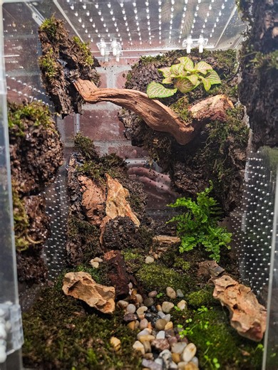 Bioactive Vivarium 8x8x12 | Custom Made Enclosure - Etsy