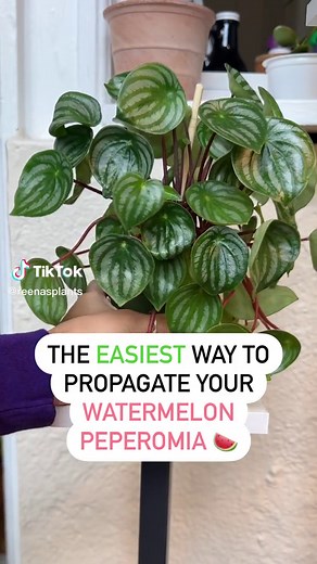 Reena | Plant Care Tips on TikTok