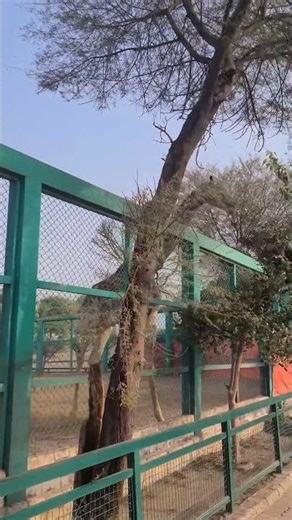 mini vlog of girraf 🦒 #minivlog