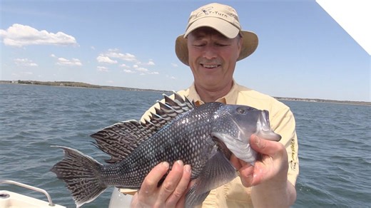 Fast sea bass multi-header jigging action!