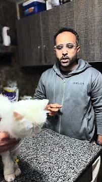 Male cat with repeat urine blockage | PU surgery performed