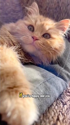Viral Cat Vibing in Bed 😂🐱🎶#cat #viral #shorts