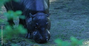 The hippopotamus is a large, semiaquatic mammal native to sub-Saharan Africa. It is one of the largest land mammals, weighing up to 8,000 pounds. The hippo is a herbivore and spends most of its time