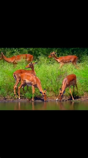Python hunting a gazelle! #shorts #wildlife #attack
