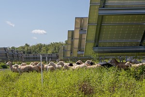 Solar grazing: How sheep mow the lawn at community solar farms in Upstate NY (video)