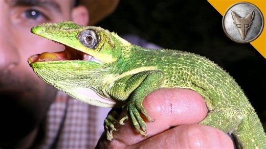 When the Cuban knight anole strikes back