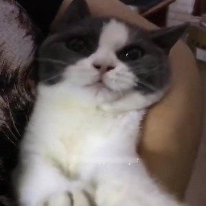 491K views · 6.3K reactions | Funny With Playful Dogs And Cats | Friendly Animal | Facebook