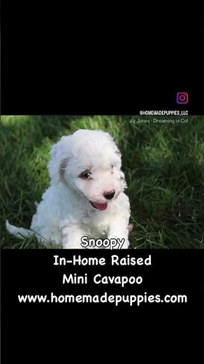 F1bb Mini Cavapoo 10 lbs at maturity Snoopy https://www.homemadepuppies.com/puppies/ScoobyF1bbCavE