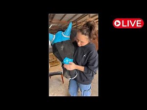 The Wild Adventure Girls is live Meeting Our New Horse Pt 1!