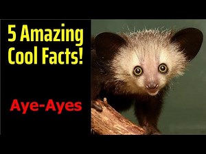 5 Fascinating Facts About Aye-Ayes