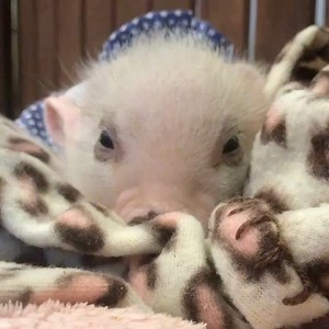 7.3K views · 994 reactions | @azmicrominipigs | AZ Micro Mini Pigs | Facebook