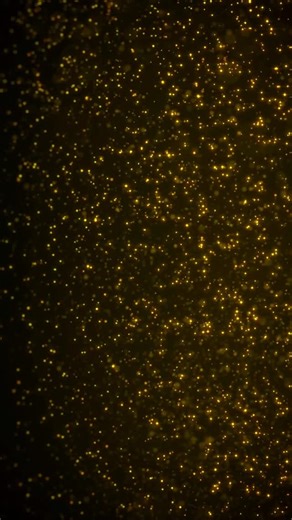 Less than TWO WEEKS until BoStyx arrives at the Rochester Opera House! Get those tickets now ‘cause it’s gonna be The Best Of Times!🎤 “BOSTYX is a group of seasoned professionals with decades of experience, from recording studios to playing live at venues throughout the country. Join us for an electrifying night with BOSTYX, the ultimate tribute band honoring the iconic sounds of Boston & Styx. Experience the soaring harmonies and powerful anthems that defined a Rock Era, from “More Than a Feel