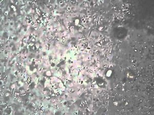 Giardia lamblia "falling leaf" motion