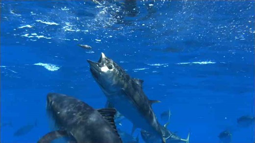 How big could the largest land dinosaur really get?