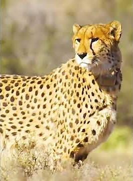 Tiger Hunting in the Wild – Powerful Predator in Action