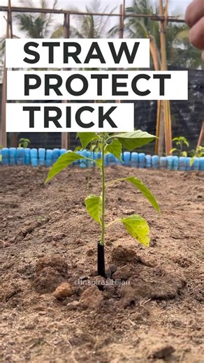 Protect Chili with a Simple Straw Hack 🌱 | Stop Pests Early