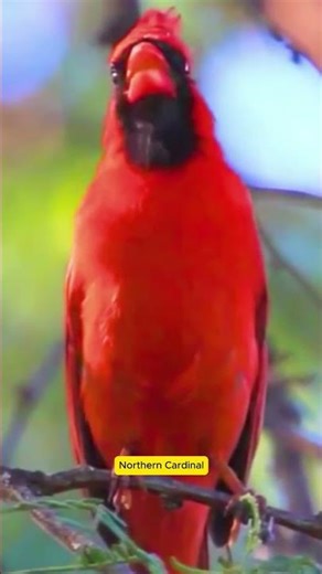 Northern Cardinal's sound in nature! #original #birdsounds #birdsongs #naturesvoice #wildlife