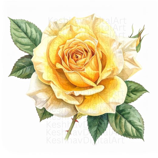 Watercolor Yellow Rose Clipart: Printable Floral Images (PNG, Commercial Use) - Etsy