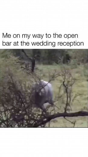 Dank Elvis on Instagram: "Then straight to the dance floor @dank_elvis"