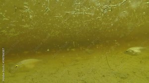 school of fish swims among larvae in standing water