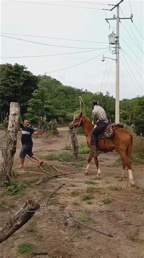 New technique for taming horses