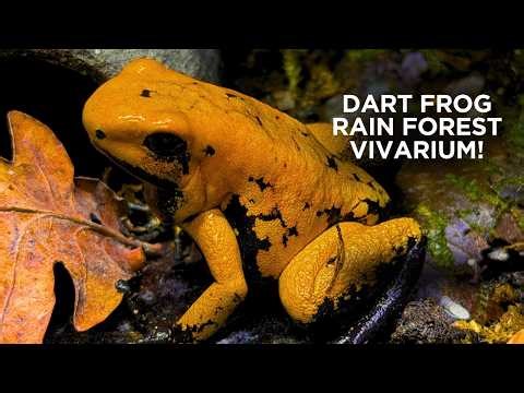 My dart frog rain forest vivarium: full tour!!!