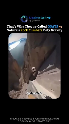 This is Why They're LITERALLY Called The GOATs! 🐐