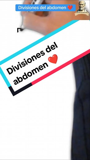 Divisiones del abdomen: Cuadrantes y segmentos explicados