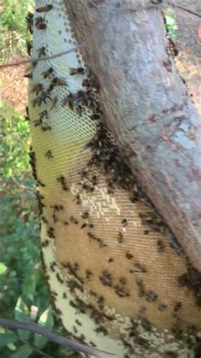 ขอแอ็คหน่อยเด้ิค้าบ55#ตีผึ้งหลวง