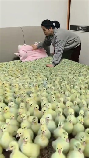 A group of ducks march in formation against the wind, marching in unison like soldiers marching