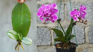 3.6K views · 14 reactions | Stimulating Orchids to Grow From Leaves - Easy and Effective Guide | Garden Craft | Facebook